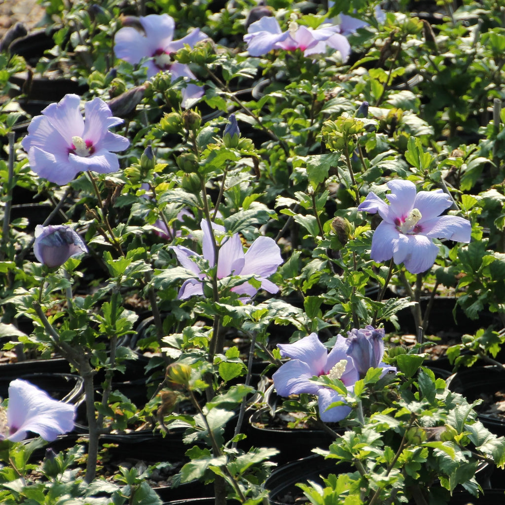 Hibiscus Bluebird in Grower Container 1 Piece I231