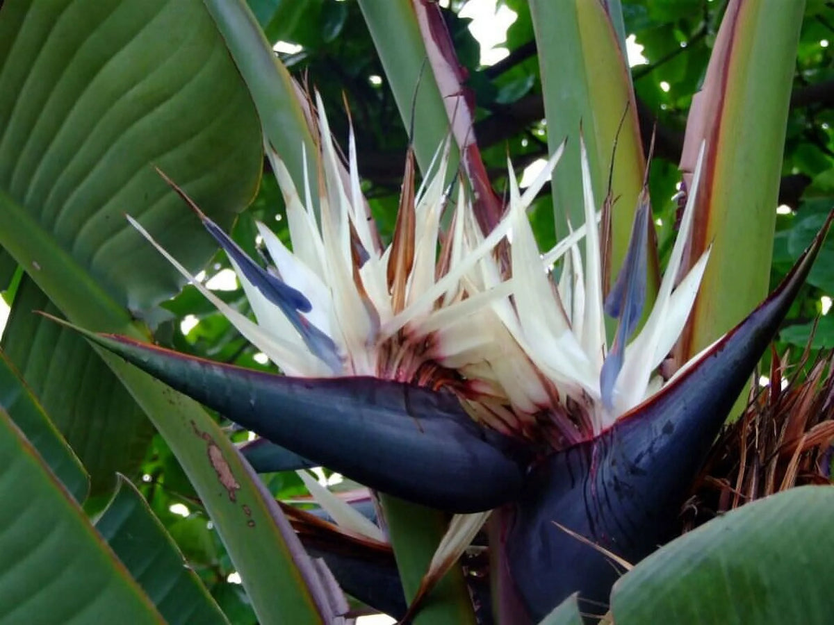 Bird of Paradise Strelitzia Nicholai Plant S38683
