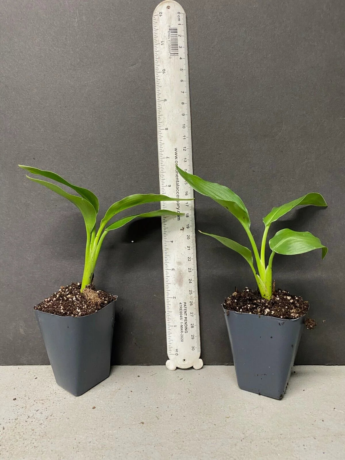 Bird of Paradise Strelitzia Nicholai Plant S38683