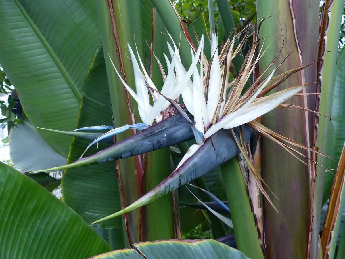 Bird of Paradise Strelitzia Nicholai Plant S38683