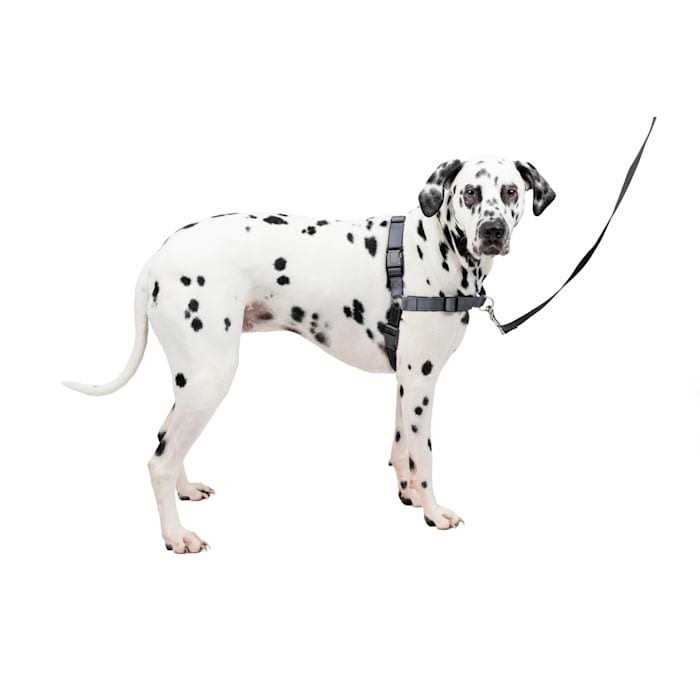 Easy Walk Harness E435924