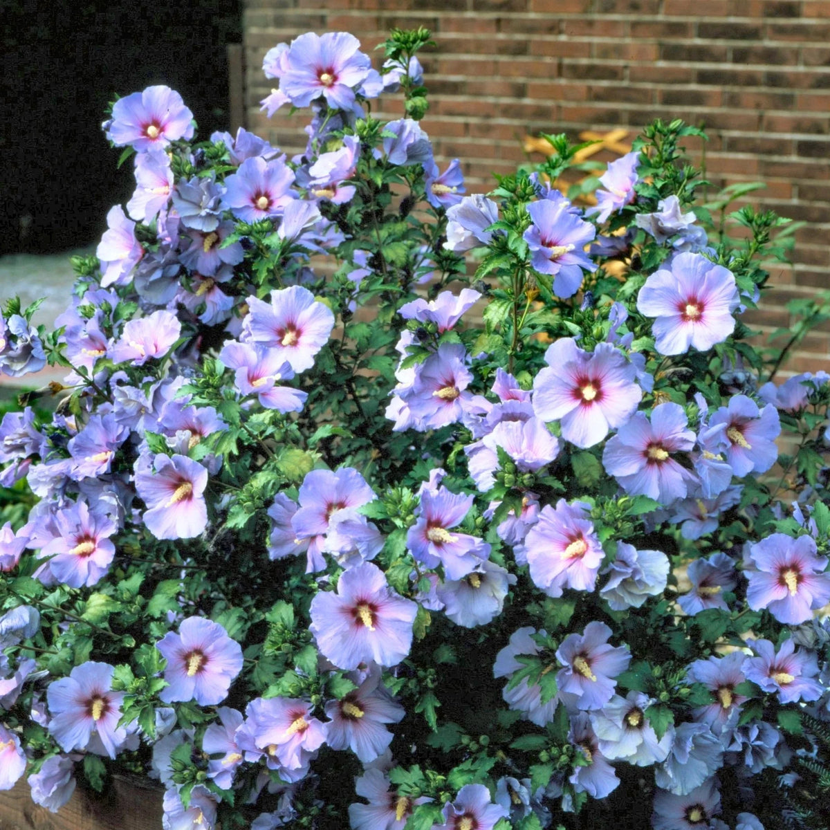 Hibiscus Bluebird in Grower Container 1 Piece I231