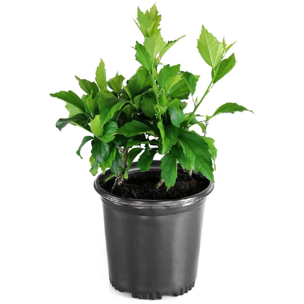 Hibiscus Bluebird in Grower Container 1 Piece I231