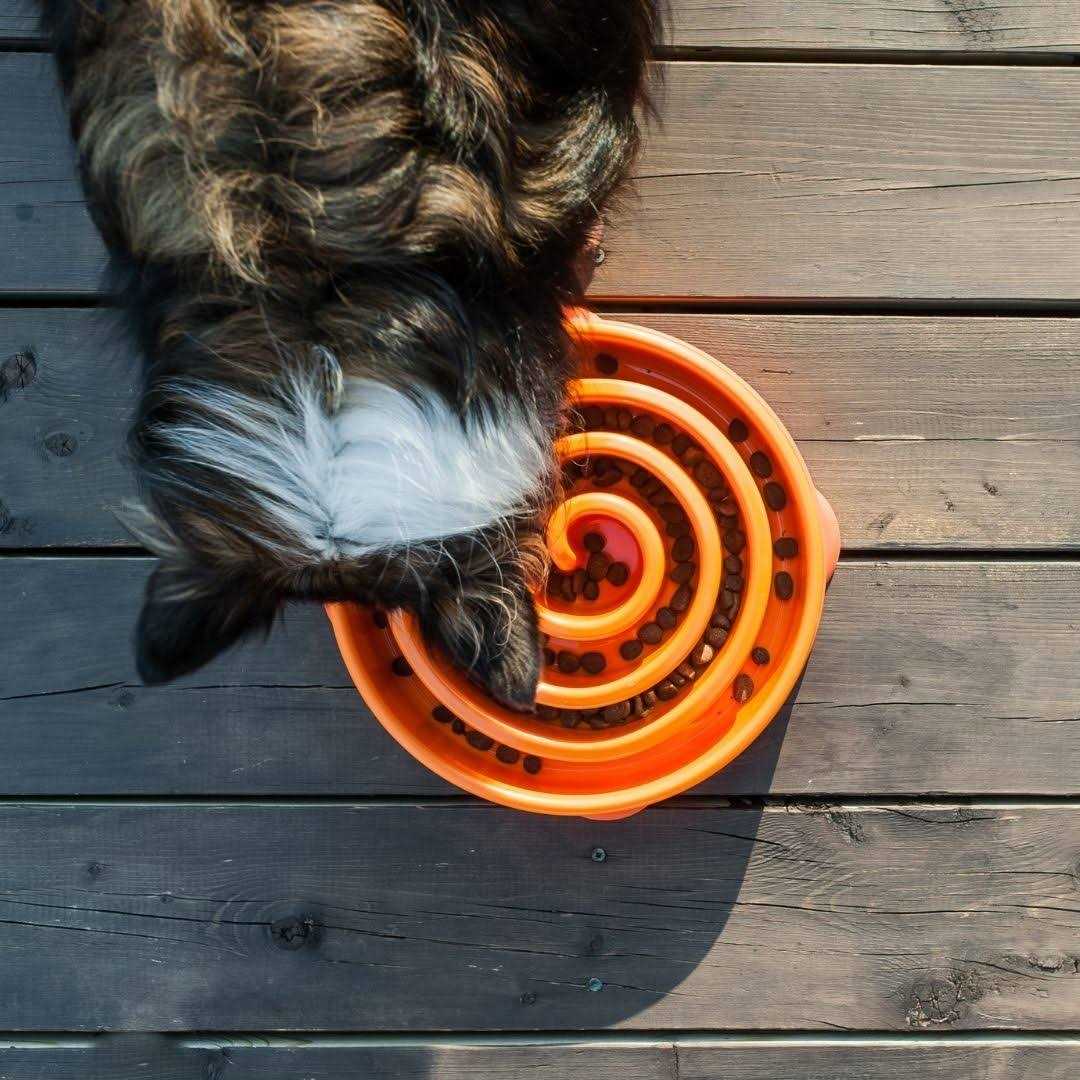 Slow Feeder Dog Bowl K9881